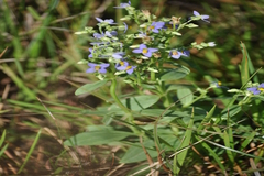 Exacum pedunculatum